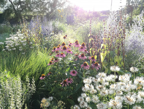 Záhrada so psíkom 1