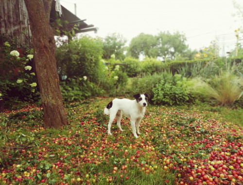 Záhrada so psíkom 2